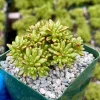 Dwarf Aeonium Sedifolium Live Plant - Rare Succulent in 4 Inch Pot, Indoor/Outdoor - Image 1