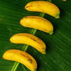 Dwarf Banana Plant Live - Truly Tiny Banana Tree Starter 4-6