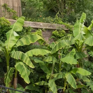 Dwarf Banana Plant Live - Truly Tiny Banana Tree Starter 4-6