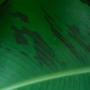 Dwarf Banana Plant Live - Truly Tiny Banana Tree Starter 4-6