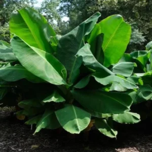 Dwarf Banana Plant Live - Truly Tiny Banana Tree Starter 4-6