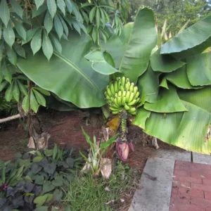 Dwarf Banana Plant Live - Truly Tiny Banana Tree Starter 4-6