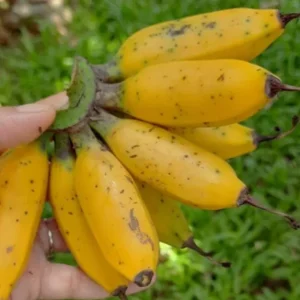 Dwarf Banana Plant Live - Truly Tiny Banana Tree Starter 4-6