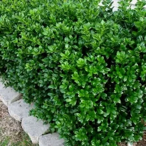 Dwarf Burford Holly Live Plant – 4 inch Pot – Evergreen Shrub – Zones 5-9 - Image 2