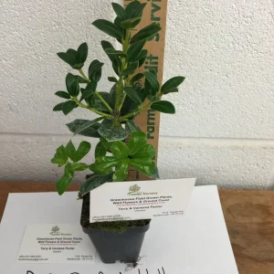 Dwarf Burford Holly Live Plant – 4 inch Pot – Evergreen Shrub – Zones 5-9 - Image 3