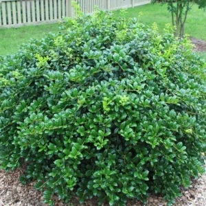 Dwarf Burford Holly Live Plant – 4 inch Pot – Evergreen Shrub – Zones 5-9 - Image 4