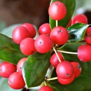 Dwarf Burford Holly Live Plant – 4 inch Pot – Evergreen Shrub – Zones 5-9 - Image 5