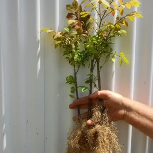 Dwarf Burning Bush Bare Root Plant - 6-12