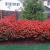 Dwarf Burning Bush Bare Root Plant - 6-12" Tall, Fall Color Shrub - Image 1