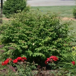 Dwarf Burning Bush Live Plant – Euonymus Alatus – 4 inch Pot – Hardy Outdoor Shrub - Image 2