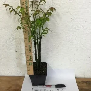 Dwarf Burning Bush Live Plant – Euonymus Alatus – 4 inch Pot – Hardy Outdoor Shrub - Image 3