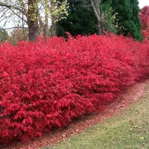 Dwarf Burning Bush Live Plant – Euonymus Alatus – 4 inch Pot – Hardy Outdoor Shrub - Image 4