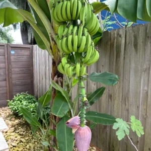 Dwarf Cavendish Banana Live Plant - Starter Plant 4-6