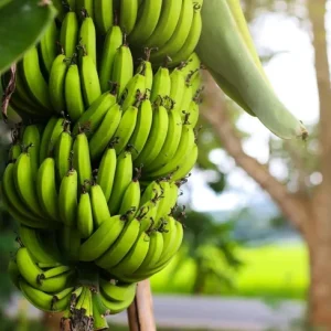 Dwarf Cavendish Banana Live Plant - Starter Plant 4-6