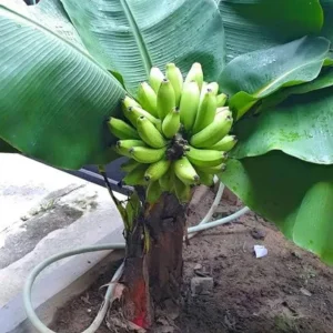 Dwarf Cavendish Banana Live Plant - Starter Plant 4-6