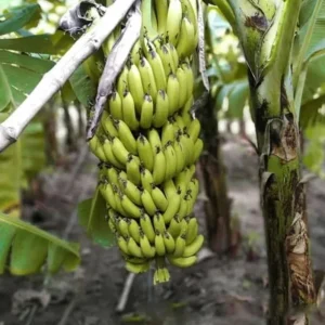 Dwarf Cavendish Banana Plant - Live Starter Tree 4-6