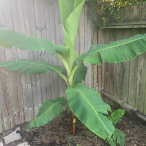 Dwarf Cavendish Banana Plant - Live Starter Tree 4-6
