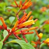 Dwarf Hamelia Live Plant - 2-Pack Starter Plants, 4-6" Tall, Orange Flowers, Hummingbird Friendly - Image 1