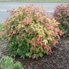 Dwarf Nandina Firepower Live Shrub – 2.5 inch Pot – Outdoor Evergreen - Image 1