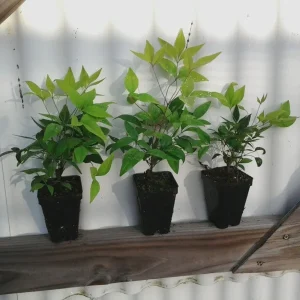 Dwarf Nandina Firepower Live Shrub – 2.5 inch Pot – Outdoor Evergreen - Image 3