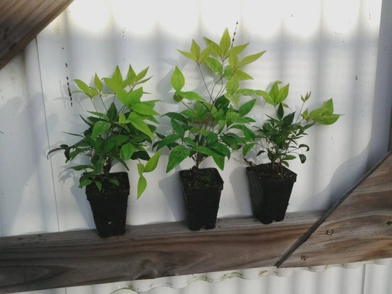 Dwarf Nandina Firepower Live Shrub – 2.5 inch Pot – Outdoor Evergreen - Image 3