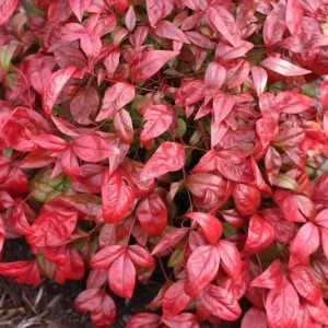 Dwarf Nandina Firepower Live Shrub – 2.5 inch Pot – Outdoor Evergreen - Image 4