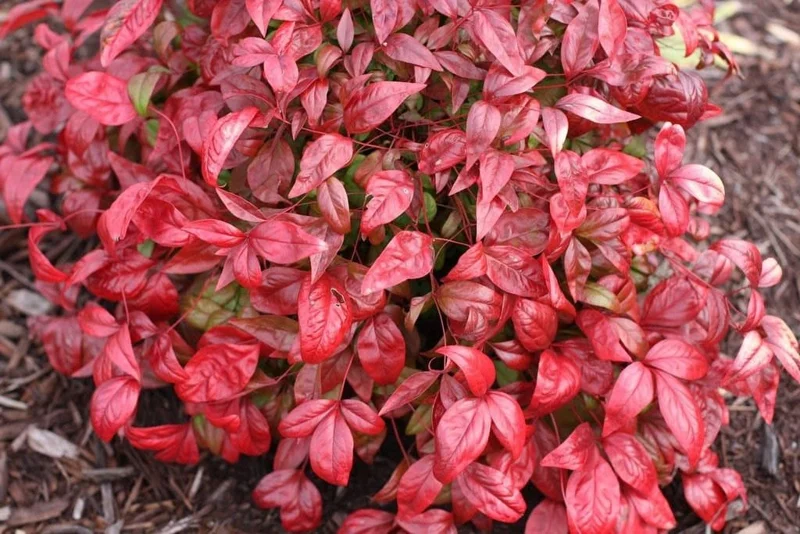 Dwarf Nandina Firepower Live Shrub – 2.5 inch Pot – Outdoor Evergreen - Image 4