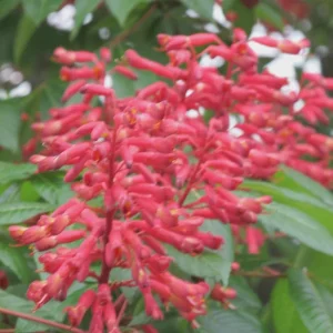Dwarf Red Buckeye Live Plant – Aesculus Pavia – 4 inch Pot – Outdoor Shrub - Image 2