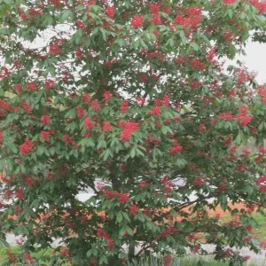 Dwarf Red Buckeye Live Plant – Aesculus Pavia – 4 inch Pot – Outdoor Shrub - Image 1