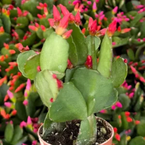 Easter Cactus Live Houseplant in 2 inch Pot - Vibrant Spring Blooms - Image 3