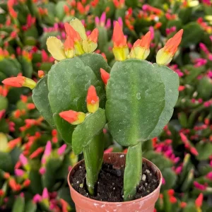 Easter Cactus Live Houseplant in 2 inch Pot - Vibrant Spring Blooms - Image 6