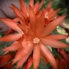 Easter Cactus Live Houseplant in 2 inch Pot - Vibrant Spring Blooms - Image 1