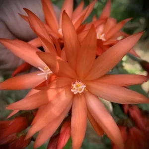 Easter Cactus Live Houseplant in 2 inch Pot - Vibrant Spring Blooms - Image 1