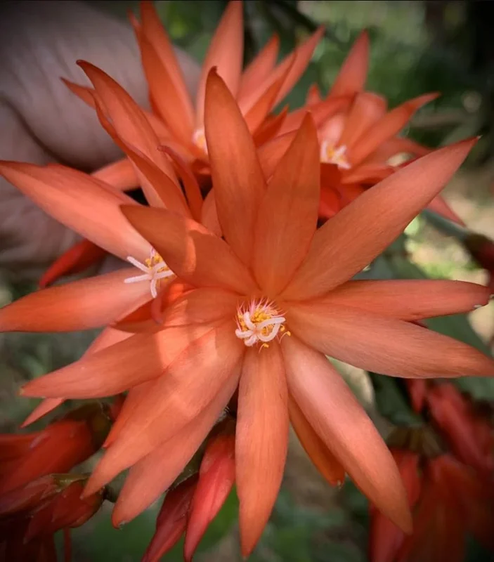 Easter Cactus Live Houseplant in 2 inch Pot - Vibrant Spring Blooms - Image 1