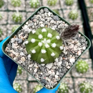 Easter Lily Cactus Live Plant - Echinopsis Subdenudata, 4-inch Pot, Indoor/Outdoor - Image 2