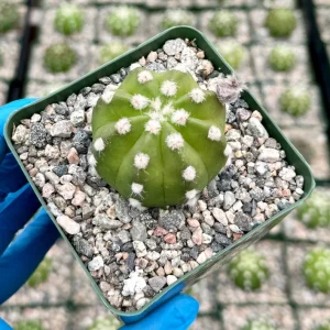 Easter Lily Cactus Live Plant - Echinopsis Subdenudata, 4-inch Pot, Indoor/Outdoor - Image 3