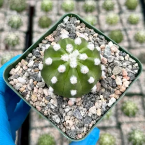 Easter Lily Cactus Live Plant - Echinopsis Subdenudata, 4-inch Pot, Indoor/Outdoor - Image 4