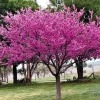 Eastern Redbud Tree Live Plant (Cercis canadensis) 4 inch Pot, 6-12 inches Tall, Outdoor - Image 1