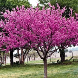 Eastern Redbud Tree Live Plant (Cercis canadensis) 4 inch Pot, 6-12 inches Tall, Outdoor - Image 1
