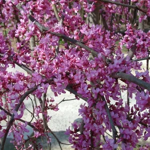 Eastern Redbud Tree Live Plant (Cercis canadensis) 4 inch Pot, 6-12 inches Tall, Outdoor - Image 2