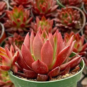 Echeveria Agavoides Christmas Live Succulent Plant - Red Edged Rosette - 2