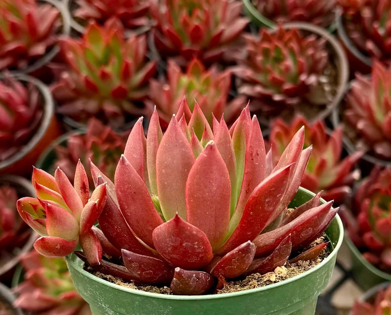 Echeveria Agavoides Christmas Live Succulent Plant - Red Edged Rosette - 2" or 4" Pot - Image 2