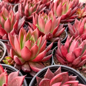 Echeveria Agavoides Christmas Live Succulent Plant - Red Edged Rosette - 2