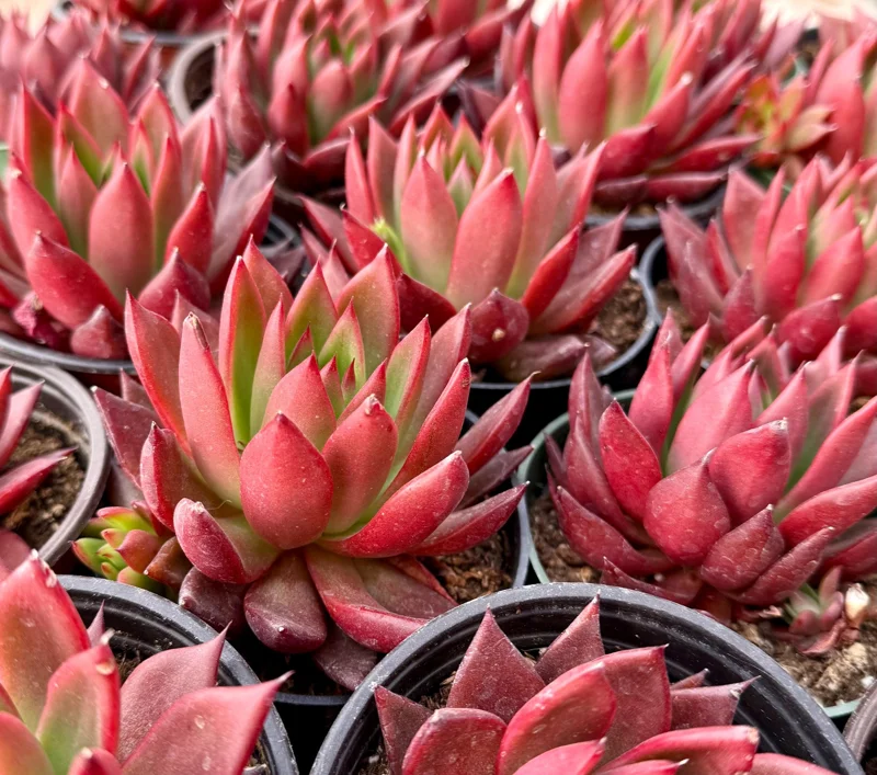 Echeveria Agavoides Christmas Live Succulent Plant - Red Edged Rosette - 2" or 4" Pot - Image 3