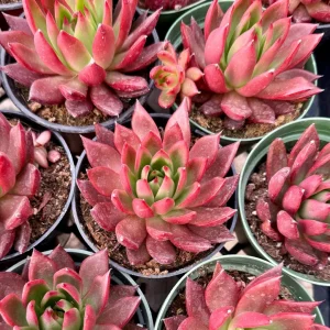 Echeveria Agavoides Christmas Live Succulent Plant - Red Edged Rosette - 2