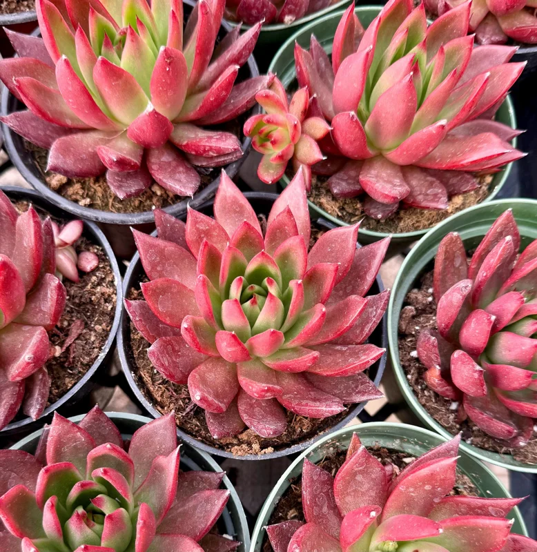 Echeveria Agavoides Christmas Live Succulent Plant - Red Edged Rosette - 2" or 4" Pot - Image 4