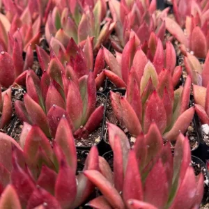 Echeveria Agavoides Christmas Live Succulent Plant - Red Edged Rosette - 2