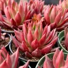 Echeveria Agavoides Christmas Live Succulent Plant - Red Edged Rosette - 2" or 4" Pot - Image 1