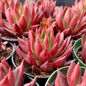 Echeveria Agavoides Christmas Live Succulent Plant - Red Edged Rosette - 2