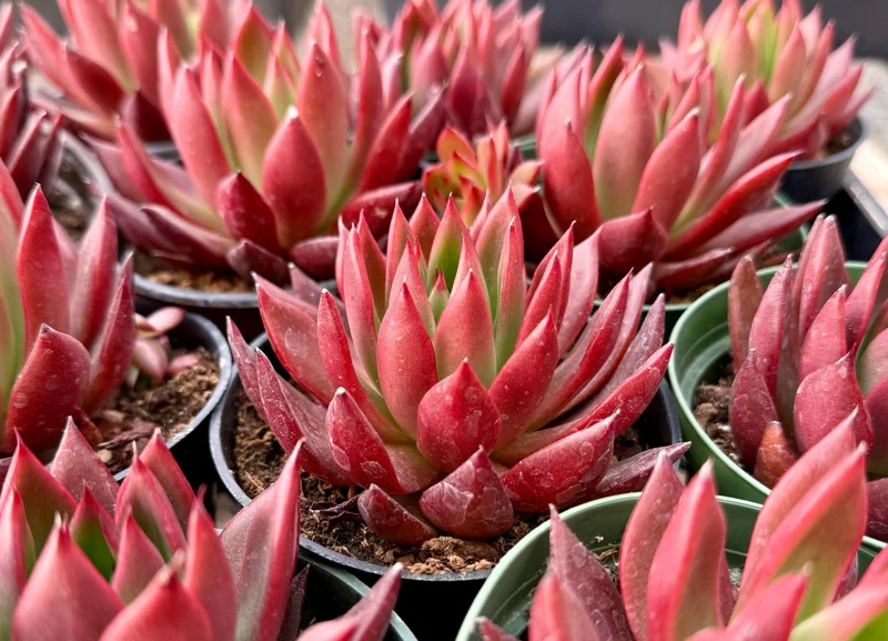 Echeveria Agavoides Christmas Live Succulent Plant - Red Edged Rosette - 2" or 4" Pot - Image 1